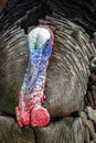 Smoky Mountains Turkey Portrait