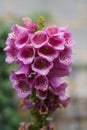 Vertical close-up of a Purple foxglove (Digitalis purpurea) flower in a garden Royalty Free Stock Photo