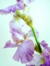 Vertical close-up of a purple German iris (Iris germanica) with a blue wall in the background