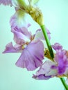 Vertical close-up of a purple German iris (Iris germanica) with a blue wall in the background