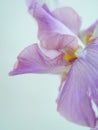 Vertical close-up of a purple German iris & x28;Iris germanica& x29; with a blue wall in the background