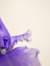 Vertical close-up of a purple German iris & x28;Iris germanica& x29; with a pink wall in the background