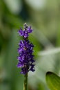 Vertical close-up of purple pickerelweed (Pontederia cordata) flower on a green background