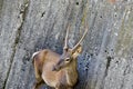 Vertical close-up of red male deer with new small antlers, stag standing to a steep wall Royalty Free Stock Photo