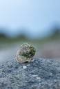 Vertical close-up of a seashell covered in sand and algae on a rock Royalty Free Stock Photo
