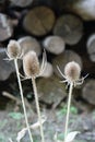 Vertical close-up shot of brown thistles in a blur