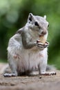 Vertical close-up shot of a chipmunk eating nuts on the ground Royalty Free Stock Photo