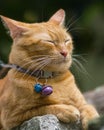 Vertical close-up shot of a ginger cat with eyes closed Royalty Free Stock Photo