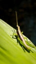 vertical close-up shot of a green, short horned gaudy grasshopper Royalty Free Stock Photo