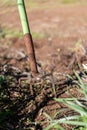 Vertical close-up shot of a hand soil cultivator stuck in the ground