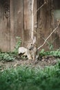 Vertical close-up shot of a hare in a garden Royalty Free Stock Photo