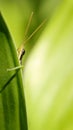 a green, short horned gaudy grasshopper hiding behind a leaf Royalty Free Stock Photo