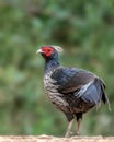 Vertical close-up shot of a kalij pheasant Royalty Free Stock Photo
