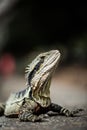 Vertical close-up shot of a lizard water dragon (Intellagama lesueurii) in Brisbane, Australia