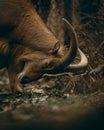 Vertical close-up shot of maned ram sheep (Ammotragus lervia) in a forest Royalty Free Stock Photo