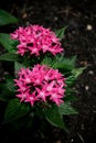 Vertical close-up shot of pentas lanceolata growing in the garden