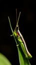 vertical close-up shot of a short horned gaudy grasshopper Royalty Free Stock Photo