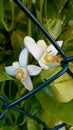 Vertical close-up shot of a sweet orange tree flowers (Citrus sinensis) behind a metal fence Royalty Free Stock Photo