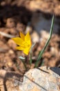 Vertical Close-up shot of Wild Tulip Tulipa Sylvestris Royalty Free Stock Photo