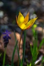 Vertical Close-up shot of Wild Tulip Tulipa Sylvestris Royalty Free Stock Photo