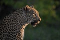 Leopardess in profile