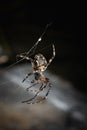 Vertical close-up of a spider (Araneae) walking on its own web