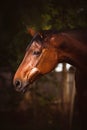 Vertical close-up of a thoroughbred saddle horse standing in a farm