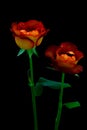 Pair of rose leonidas presented against black background