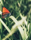 Vertical close-up of an unpaired many-eyed (Lycaena dispar) butterfly on a plant Royalty Free Stock Photo