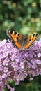 Vertical close-up of an Urticaria (Aglais urticae) butterfly resting on purple flowers