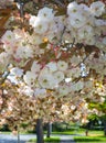 Vertical close-up view of a blossoming fuji cherry tree flowers on a sunny spring day Royalty Free Stock Photo