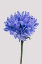Vertical close-up view of a blue cornflower plant before the gray background