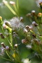 Vertical close-up view of common groundsel plants growing in the meadow Royalty Free Stock Photo