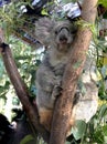Vertical close-up view of a cute koala bear  disambiguation  or Phascolarctos cinereus  relaxing on a eucalyptus tree with green Royalty Free Stock Photo