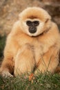 Vertical close-up view of a lar gibbon resting on the grass