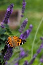 Vertical close-up view of a painted lady butterfly on the English lavender Royalty Free Stock Photo