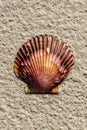 Vertical close up view of a pilgrim scallop shell on a golden bright sandy beach with copy space Royalty Free Stock Photo