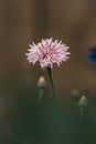 Vertical close-up view of a pink Cornflower head Royalty Free Stock Photo