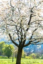 Close up view of a single cherry tree with white blossoms Royalty Free Stock Photo