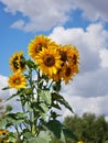 Vertical close-up view of sunflowers under the blue sky with clouds Royalty Free Stock Photo