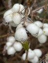 White snowberries glazed with ice