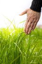Vertical close up woman hand is touching flower grass in field with sunset light Royalty Free Stock Photo