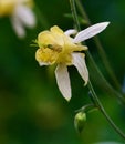 Vertical close-up of a yellow columbine (Aquilegia flavescens) in a garden Royalty Free Stock Photo