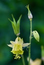 Vertical close-up of a yellow columbine (Aquilegia flavescens) in a garden Royalty Free Stock Photo