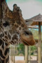 Vertical closeup of an adorable giraffe in the zoo