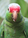 Vertical closeup of adorable green Red-crowned amazon parrot in the zoo Royalty Free Stock Photo