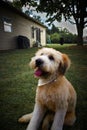 Vertical closeup of an adorable Soft-coated Wheaten Terrier showing its tongue in a backyard