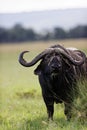 Vertical closeup of an African buffalo (Syncerus caffer) eating in the Masai Mara, Kenya Royalty Free Stock Photo