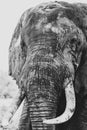 Vertical closeup of an African elephant's head shot in grayscale Royalty Free Stock Photo