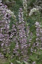 Vertical closeup on an aggregation of the fragrant Clary sage, Salvia sclarea in the Mediterranean area